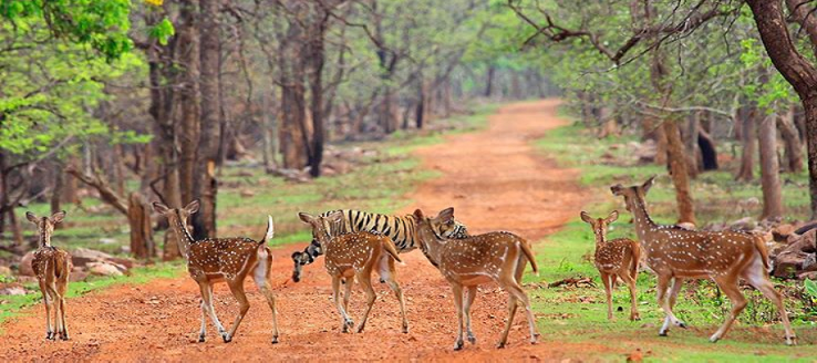 Tadoba Trip Packages